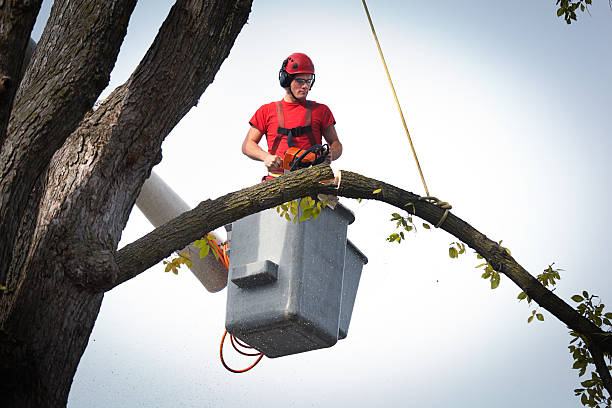 How Our Tree Care Process Works  in  Rosedale, MD